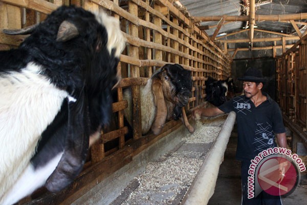 harga jual kambing untuk kurban itu naik. (ANTARA FOTO/Rudi Mulya