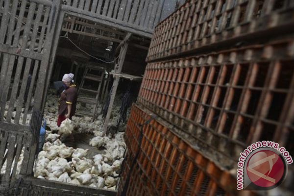 Harga daging ayam di Karawang merangkak naik Harga daging ayam di Karawang merangkak naik