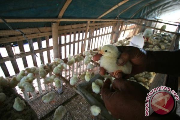 harga bibit ayam pedaging foto antara news harga bibit ayam pedaging foto antara news