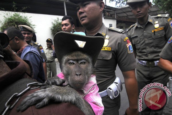 Komentar warga Jakarta soal razia topeng monyet Komentar warga Jakarta soal razia topeng monyet