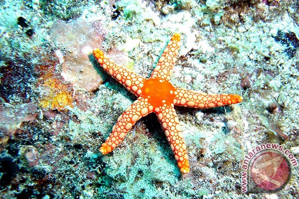 bintang laut ternyata buta warna antara news bintang laut ternyata buta warna antara news