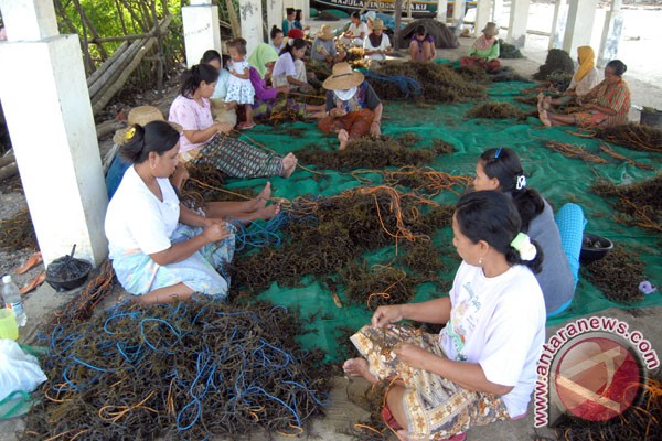 Ini inovasi budidaya rumput laut di tambak ikan, udang Ini inovasi budidaya rumput laut di tambak ikan, udang