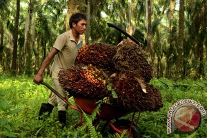 Produksi Kelapa Sawit Sulsel