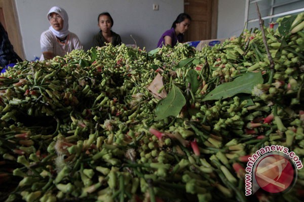harga cengkeh turun foto antara news harga cengkeh turun foto antara news
