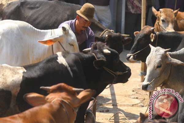 Pemprov DKI siapkan 1.000 kupon daging kurban