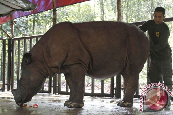 WWF: badak Indonesia butuh habitat baru