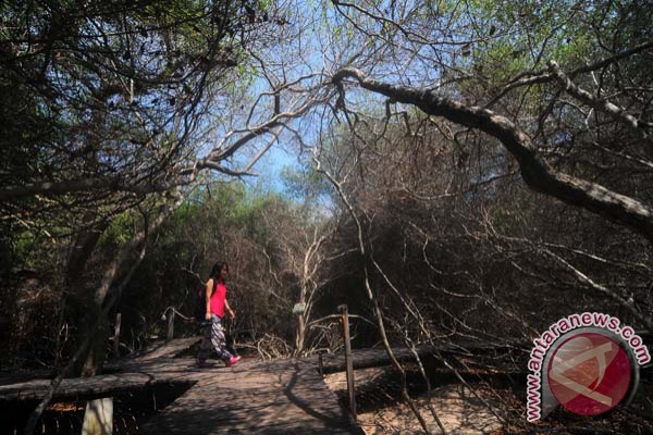 Libur Pilkada Hutan Mangrove Pantai Karangsong ramai Libur Pilkada Hutan Mangrove Pantai Karangsong ramai