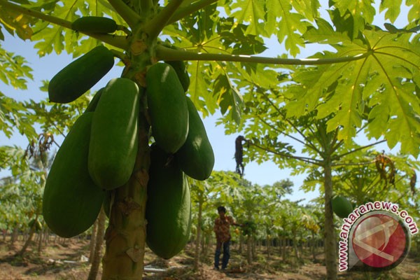 Petani Kulon Progo panen pepaya California