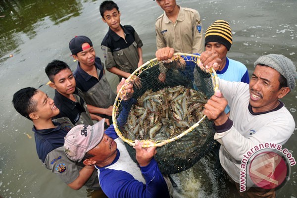 Pekalongan dorong budidaya udang di bekas lahan air pasang