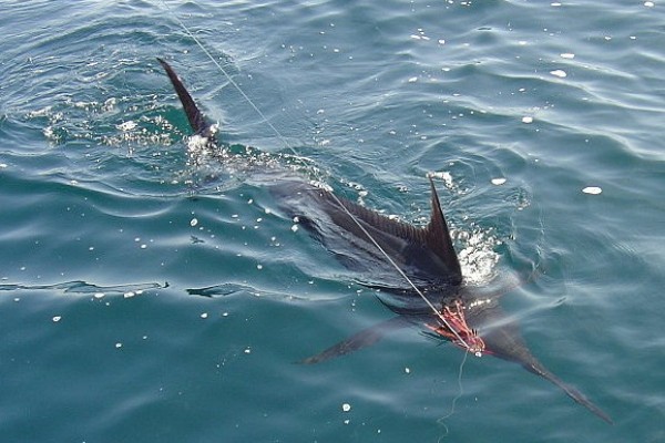 sate blue marlin khas pesisir barat antara news sate blue marlin khas pesisir barat antara news