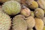 Lima mahasiswa UGM kembangkan bioplastik biji durian
