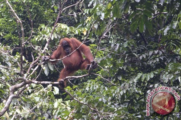 Indonesia promoting eco-tourism to protect rainforests Indonesia promoting eco-tourism to protect rainforests