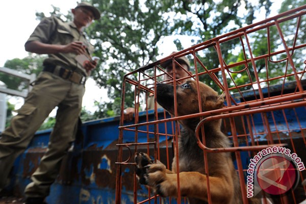 Strategi perdagangan anjing top