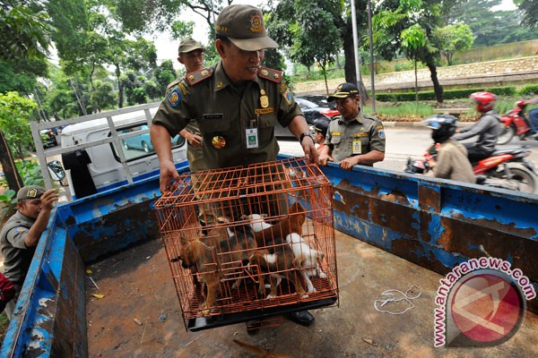 Strategi perdagangan anjing top