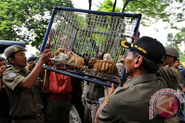 Strategi perdagangan anjing top