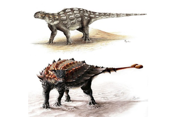 Peneliti lacak evolusi ekor ankylosaurus