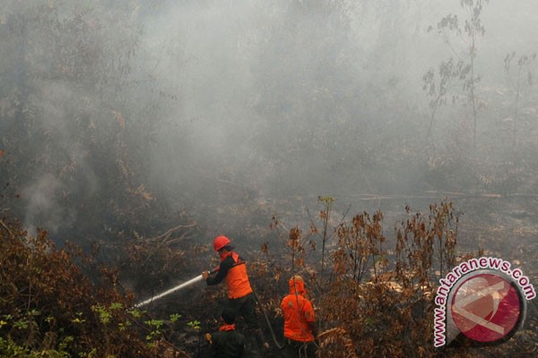 Restorasi gambut Riau butuh dana Rp11 triliun