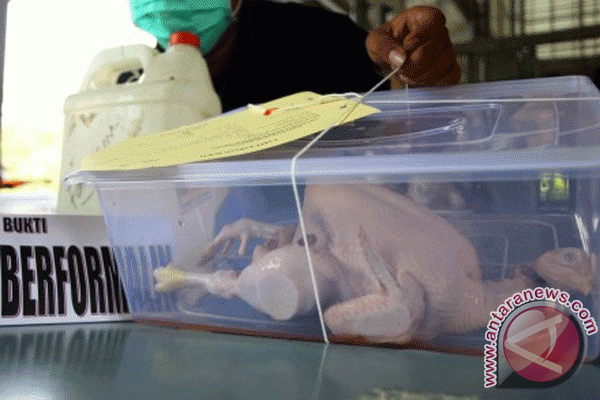 Pemusnahan Ayam Berformalin - Foto ANTARA News