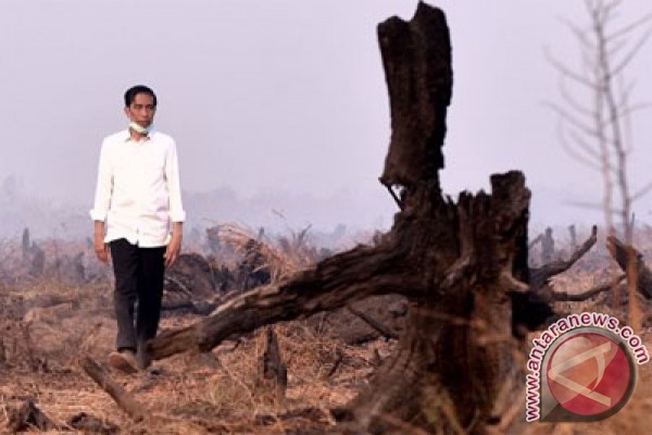 Presiden rapat di tengah hutan terbakar Presiden rapat di tengah hutan terbakar