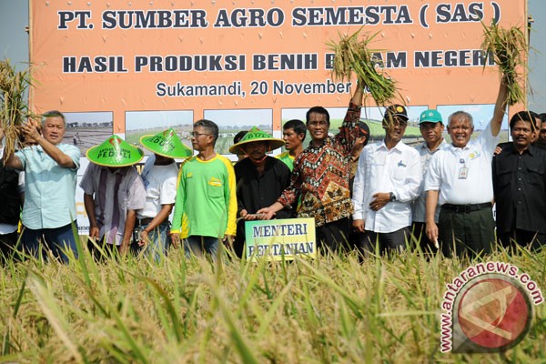 panen benih padi hibrida bernas foto antara news panen benih padi hibrida bernas foto antara news