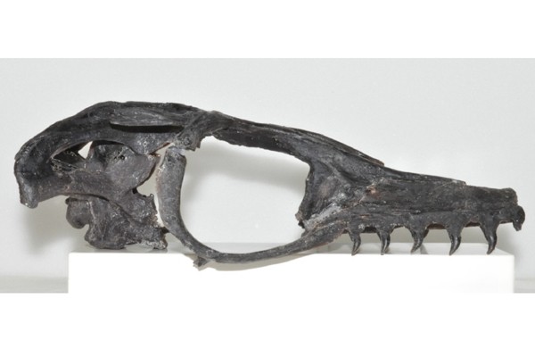 Peneliti ungkap temuan fosil mosasaurus baru di Jepang Peneliti ungkap temuan fosil mosasaurus baru di Jepang