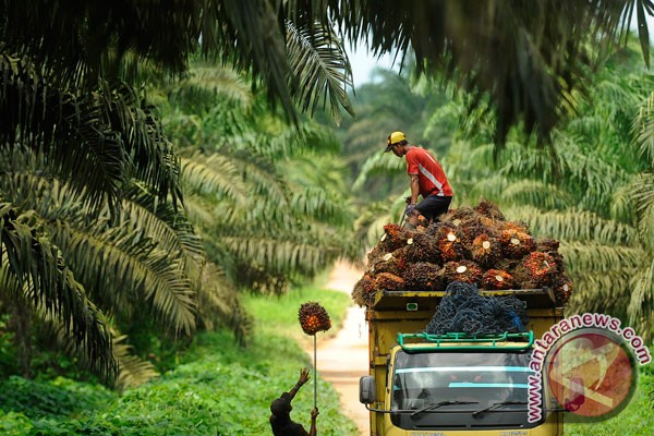 Mentan canangkan penanaman terintegrasi sawit-jagung satu juta ha