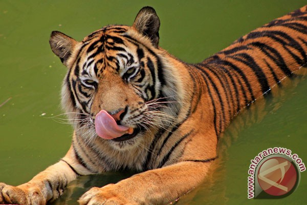 Harimau Sumatera tertua di Australia mati