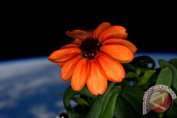 Bunga zinnia mekar di kebun antariksa 