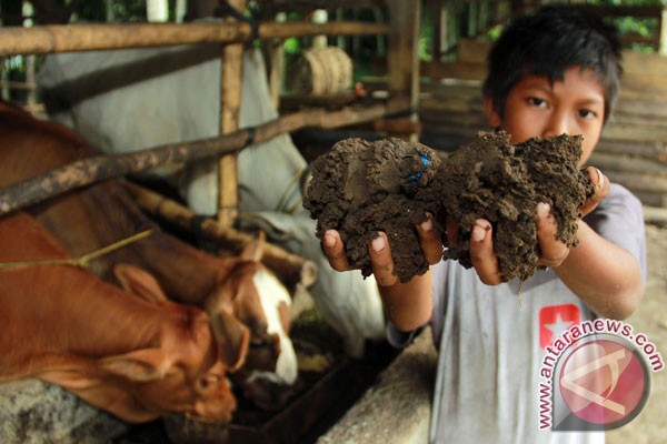 Seorang peternak menunjukan pakan ternak dari ampas kelapa sawit (solid) di Mesuji Raya, OKI, Sumatera Selatan. (ANTARA FOTO/ Budi Candra Setya)