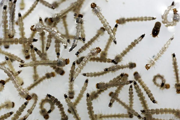 Pakar Unair curiga Zika bagian dari bioterorisme