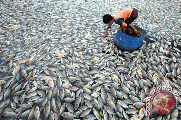 Ribuan ikan di Sungai Alin mati