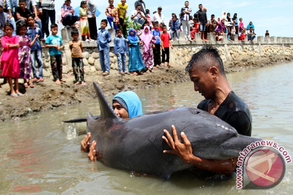 Seekor lumba-lumba terdampar di Pantai Kenjeran Seekor lumba-lumba terdampar di Pantai Kenjeran