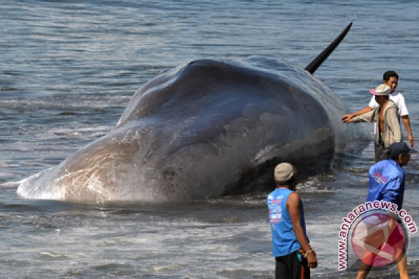 Dua ekor ikan hiu paus terdampar