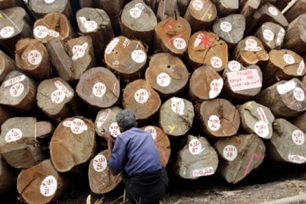 Myanmar hentikan penebangan pohon pegunungan selama 10 tahun