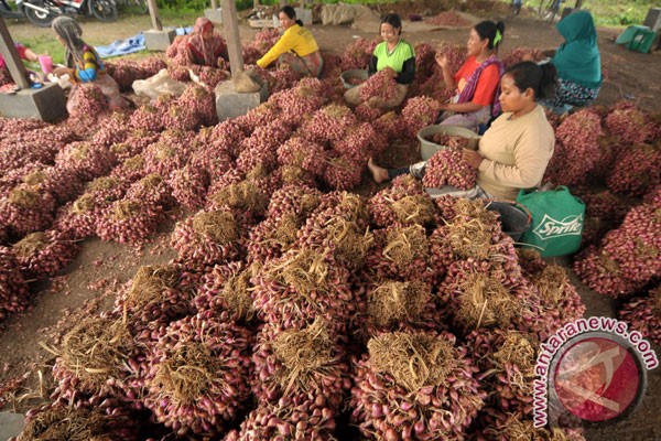Pasokan bawang merah surplus jelang Lebaran