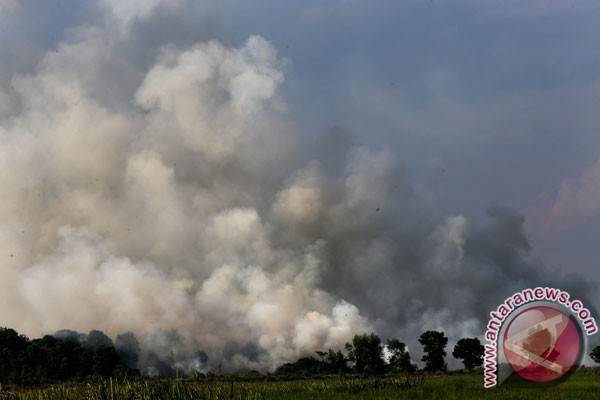 BNPB Fokus Pada Pencegahan Kebakaran Hutan Sumatera Selatan - ANTARA News