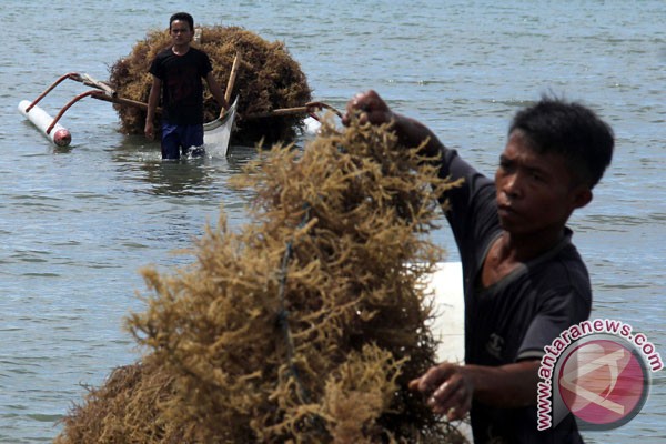 EARTH WIRE -- Sea weed potential source of energy: IPB professor EARTH WIRE -- Sea weed potential source of energy: IPB professor