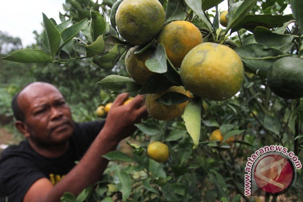 Indonesian farmers to grow seedless oranges Indonesian farmers to grow seedless oranges