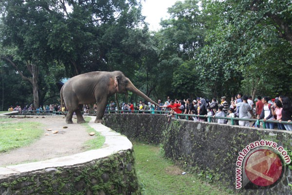 Presiden Jokowi bayar sendiri tiket Kebun Binatang Ragunan