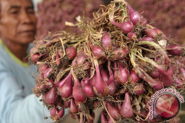 Parfum Dari Bawang Merah Parfum Dari Bawang Merah