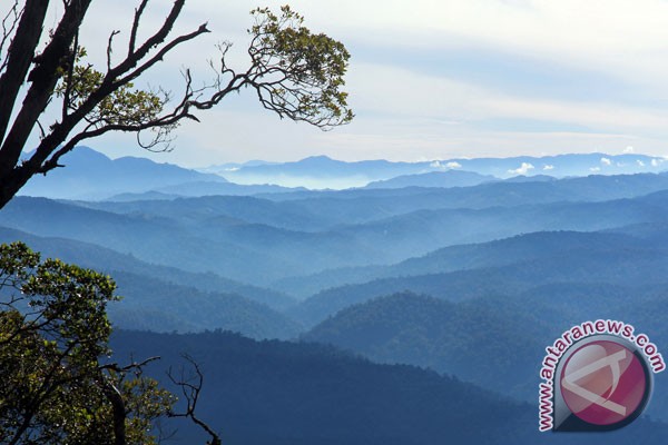 Appeal to protect Leuser ecosystem Appeal to protect Leuser ecosystem