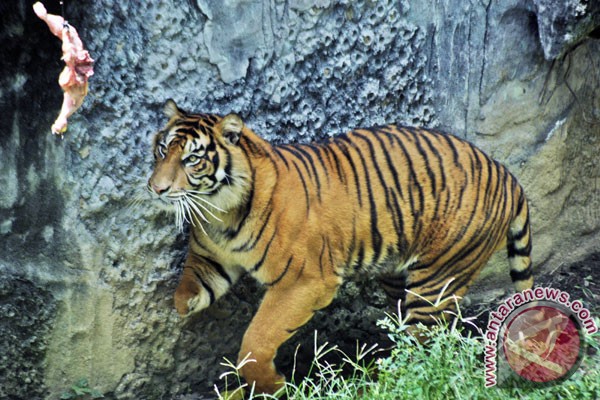 Belasan jerat harimau sumatera dipamerkan di Bengkulu
