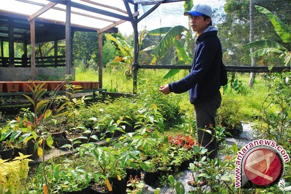 Climate in Jayawijaya suitable for sakura cultivation Climate in Jayawijaya suitable for sakura cultivation