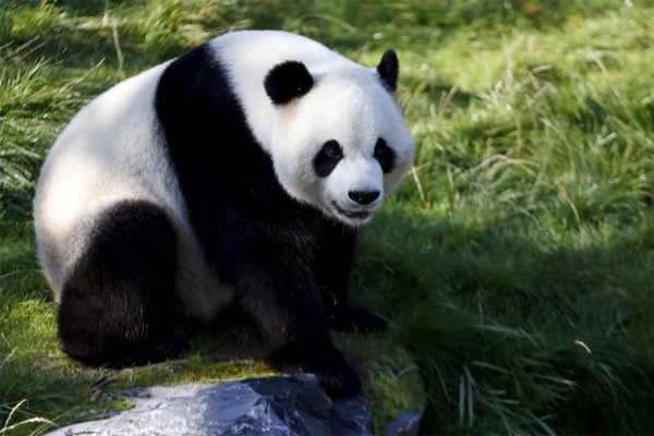 Dua panda raksasa bertolak dari Chengdu ke Jakarta