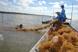 Petani Rumput Laut Kurangi Produksi Akibat Cuaca Ekstrim