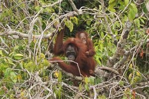 Enam Orangutan Sumatera Dipasangi Alat Pengamat