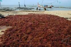Industri Rumput Laut Penggerak Ekonomi Maluku