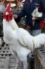 Eh Ada Kontes Ayam Pelung Nasional