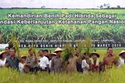 Indonesia-China Kerjasama Kembangkan Padi Hibrida