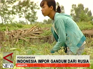 Indonesia Impor Gandum Dari Rusia